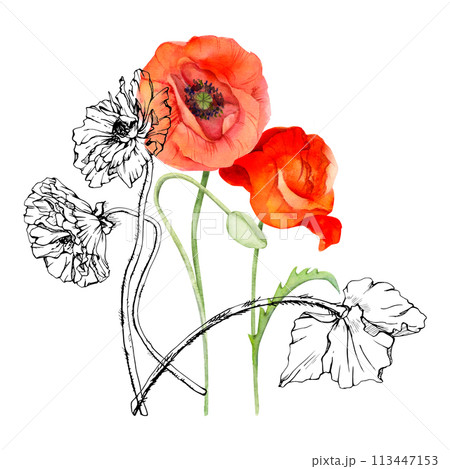 Hand drawn watercolor botanical illustration flowers leaves. Red poppy papaver, stems buds seedpods. Field bouquet isolated on white background. Design wedding, love cards, remembrance day stationery Hand drawn watercolor botanical illustration flowers leaves. Red poppy papaver, stems buds seedpods. Field bouquet isolated on white background. Design wedding, love cards, remembrance day stationery 113447153