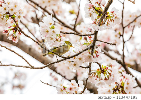 満開の桜の花の蜜を吸うメジロ 満開の桜の花の蜜を吸うメジロ 113447195