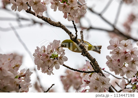 満開の桜の花の蜜を吸うメジロ 113447198