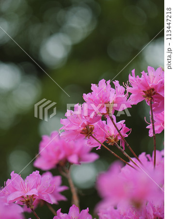 満開のツツジの花 113447218