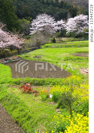 毛呂山町の棚田を彩る菜の花と満開の桜風景 113447219