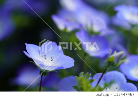 青いネモフィラ クローズアップjj 113447467