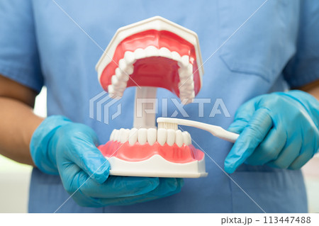 Asian dentist cleaning teeth of dental model with tooth brush for patient and studying about dentistry. Asian dentist cleaning teeth of dental model with tooth brush for patient and studying about dentistry. 113447488