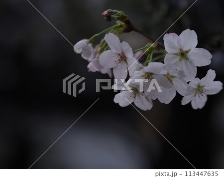 曇りの日の桜の花　4月 113447635