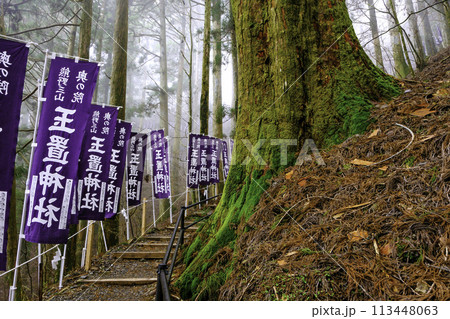 参道横の巨杉 参道横の巨杉 113448063