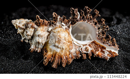 Hexaplex princeps shell on a black sand background Hexaplex princeps shell on a black sand background 113448224