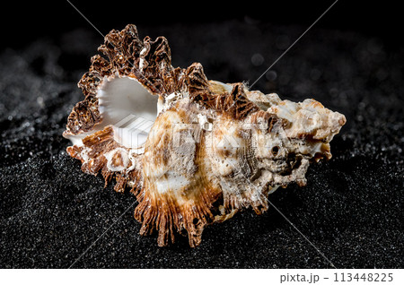 Hexaplex princeps shell on a black sand background 113448225