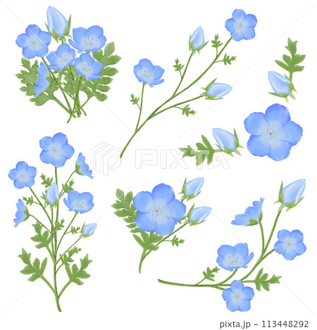 Cute Watercolor Nemophila Flowers (Baby Blue Eyes) - Download Florals 113448292