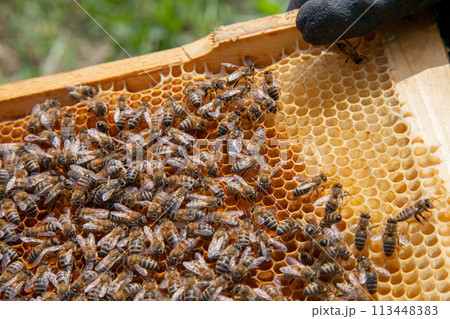 Working bees in a hive on honeycomb. Close up view of the working bees on honeycomb. . Working bees in a hive on honeycomb. Close up view of the working bees on honeycomb. . 113448383