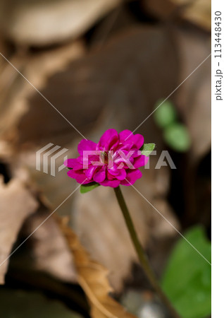 雪割草 赤紫 雪割草 赤紫 113448430