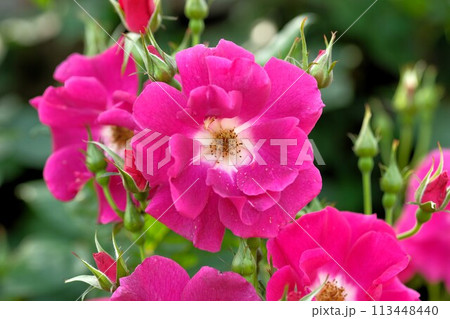 ピンク色のバラ 113448440