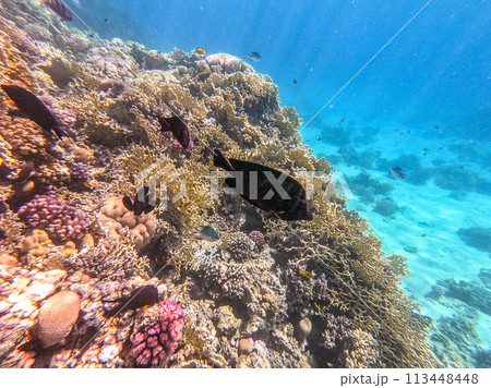 Red Sea sailfin tang or Desjardin's sailfin tang at coral reef.. Red Sea sailfin tang or Desjardin's sailfin tang at coral reef.. 113448448