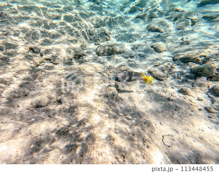 Close up view of Hipposcarus longiceps or Longnose Parrotfish (Hipposcarus Harid) at coral reef.. 113448455