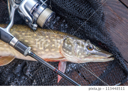 Freshwater pike and fishing equipment lies on landing net. Composition on wooden background with yellow leaves.. Freshwater pike and fishing equipment lies on landing net. Composition on wooden background with yellow leaves.. 113448511