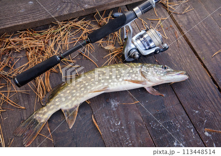 Freshwater pike and fishing equipment lies on wooden background with yellow leaves.. Freshwater pike and fishing equipment lies on wooden background with yellow leaves.. 113448514