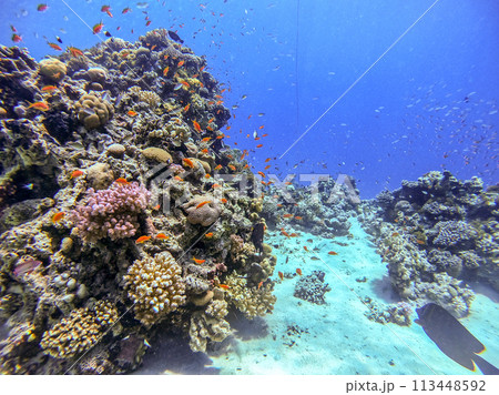 Underwater life of reef with corals, shoal of Lyretail anthias (Pseudanthias squamipinnis) and other kinds of tropical fish. Coral Reef at the Red Sea, Egypt. 113448592