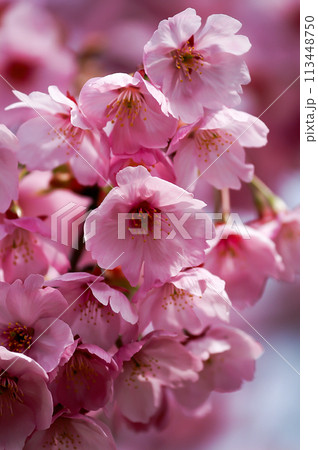 桜 陽光 (ようこう) 113448750