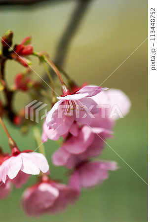 桜 陽光 (ようこう) 113448752