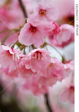 桜 陽光 (ようこう) 113448765