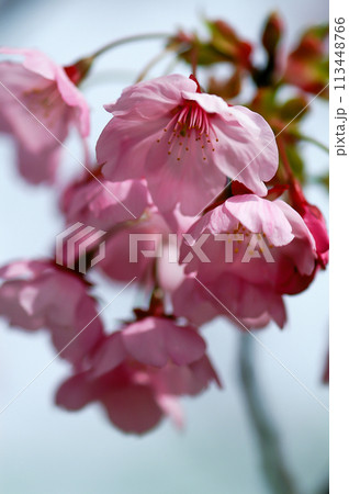 桜 陽光 (ようこう) 桜 陽光 (ようこう) 113448766