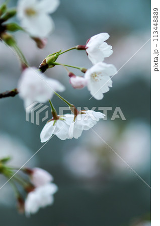 桜 染井吉野(そめいよしの) 桜 染井吉野(そめいよしの) 113448889