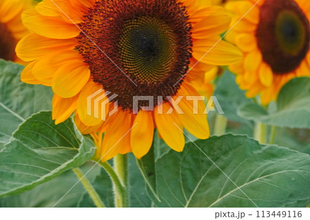 Field of sunflowers with the bright sunlight. Sunflower photos on the rear. Sunflowers are the flowers like sunny 113449116