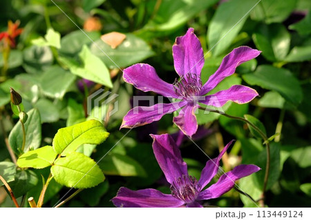 紫色のクレマチス 紫色のクレマチス 113449124