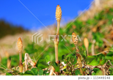 土筆と青空(早春イメージ) 土筆と青空(早春イメージ) 113449148