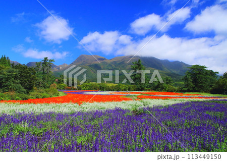 くじゅう連山とサルビア畑(竹田市久住町) くじゅう連山とサルビア畑(竹田市久住町) 113449150