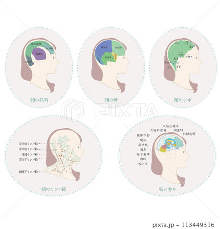 頭の筋肉・頭の骨・頭のツボ・頭のリンパ節・脳と香りのイラスト 113449316