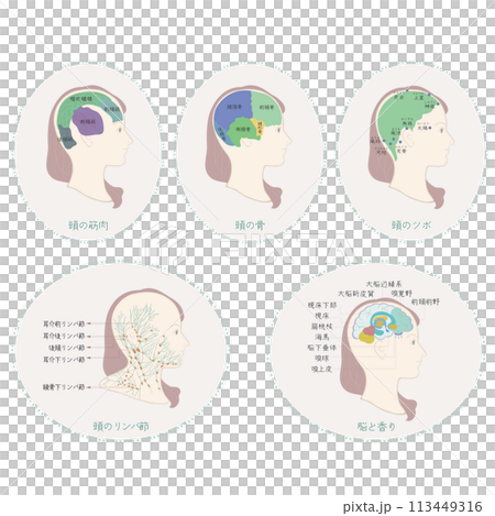 頭の筋肉・頭の骨・頭のツボ・頭のリンパ節・脳と香りのイラスト 113449316