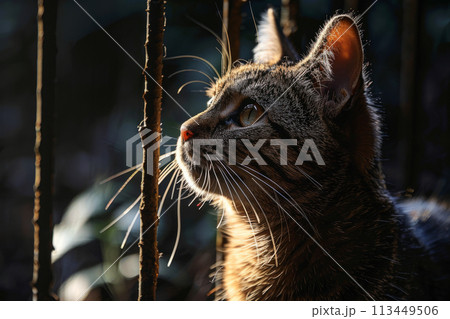 Striped tabby cat gazes through a fence, illuminated by dusk light, symbolizing curiosity and the allure of the unknown. 113449506