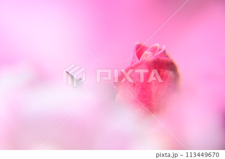 赤い薔薇のつぼみ 赤い薔薇のつぼみ 113449670