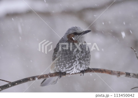 ヒヨドリ 日本の野鳥 ヒヨドリ 日本の野鳥 113450042
