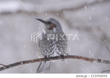 ヒヨドリ 日本の野鳥 ヒヨドリ 日本の野鳥 113450050