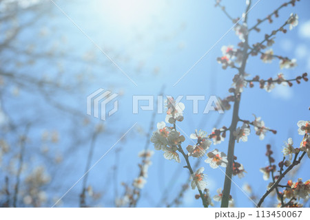 陽光と白梅【大王わさび農場】 113450067