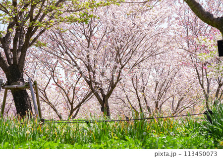 春の東山動植物園、桜の回廊〈愛知県名古屋市〉 113450073