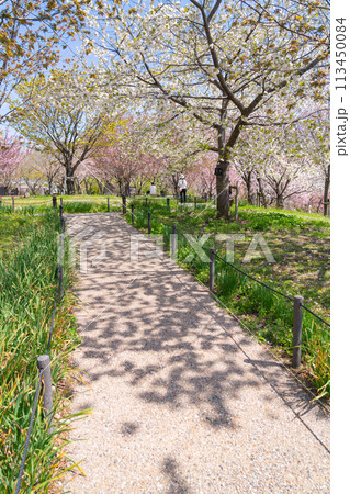 春の東山動植物園、桜の回廊〈愛知県名古屋市〉 春の東山動植物園、桜の回廊〈愛知県名古屋市〉 113450084