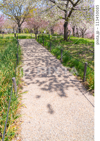 春の東山動植物園、桜の回廊〈愛知県名古屋市〉 113450085