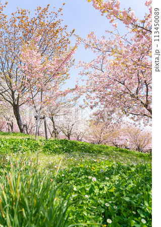 春の東山動植物園、桜の回廊〈愛知県名古屋市〉 113450089