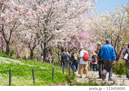 春の東山動植物園、桜の回廊〈愛知県名古屋市〉 113450091