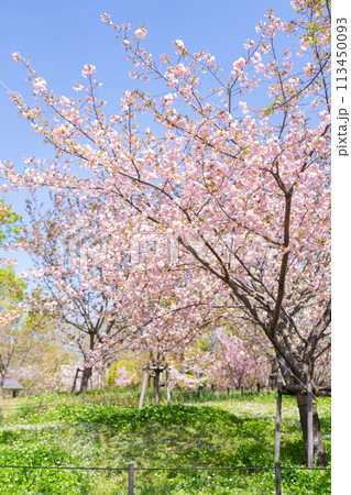 春の東山動植物園、桜の回廊〈愛知県名古屋市〉 113450093