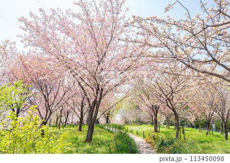 春の東山動植物園、桜の回廊〈愛知県名古屋市〉 113450098