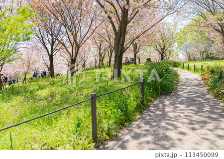 春の東山動植物園、桜の回廊〈愛知県名古屋市〉 113450099