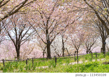春の東山動植物園、桜の回廊〈愛知県名古屋市〉 113450109
