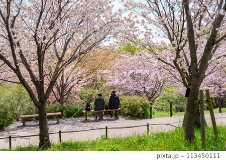 春の東山動植物園、桜の回廊〈愛知県名古屋市〉 113450111