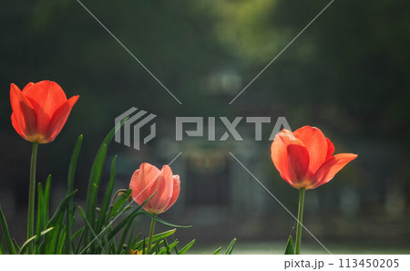 滋賀県米原市の三島池に咲くチューリップと三島神社の鳥居が見える風景 113450205