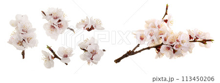 Branch with apricot flowers isolated on white background. Top view. Flat lay. Set or collection 113450206