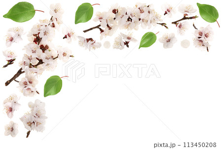 Branch with apricot flowers isolated on white background. Top view with copy space for your text. Flat lay. Set or collection Branch with apricot flowers isolated on white background. Top view with copy space for your text. Flat lay. Set or collection 113450208