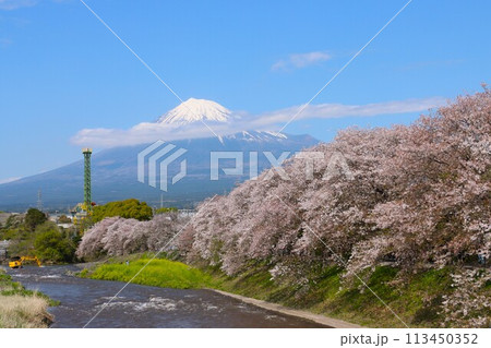 龍巌淵の春　桜の並木と雪を被った富士山 113450352